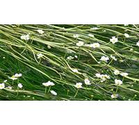 Portal Cool 3 Grappoli: 1-50 Fasci/Piante ossigenante Stagno d'Acqua - Ranunculus aquatilis