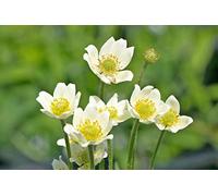 Portal Cool 30 X Semi Anemone Annabella multifida Bianco erbacee perenni