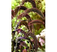 Portal Cool 3000 Semi Setaria D'Italia Rosso / Millet coda di volpe / Setaria Italica