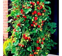Portal Cool 30X Arrampicata Fragole HUMMI Arrampicata Toni Fragaria semi di frutta # 228