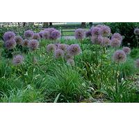 Portal Cool 40: Bolly Bulbs Allium (Cristophii) la Stella di Persia Alliums Growing alti