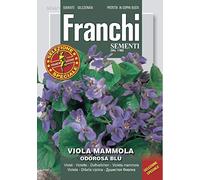 Portal Cool 40 Semi/Seeds Viola Mammola Odorosa blu