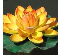Portal Cool # 5: 10pz Ninfea Nymphaeaceae Mix 10 Semi semi freschi Lotus Czcz