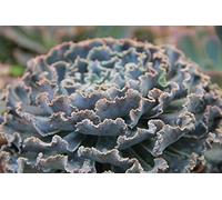 Portal Cool 5 Graines Echeveria Shaviana blu Riccioli messicani galline e pulcini Seeds Semi H441
