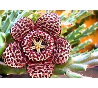 Portal Cool 5 Orbea Variegata Seeds Semi Korn Samen Huernia Caralluma In Duval