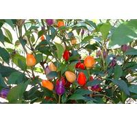 Portal Cool 5 - Semi: Bolivian Rainbow Pepper - Un bellissimo pepe ornamentale/commestibile !! Molto caldo!!!