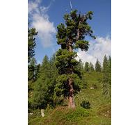 Portal Cool 50 semi di Pinus Cembra, cirmolo, Swiss cembro, pino cembro, austriaci