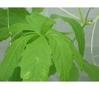Portal Cool 50 Semi Jiaogulan, Immortalità di Vite, Gynostemma pentaphyllum