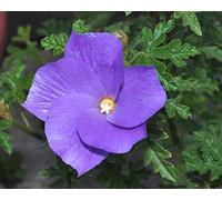 Portal Cool 6 semi di ibisco Blu Australia (Alyogyne Huegelii) G605 Semi Samen Semillas
