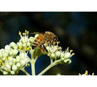 Portal Cool 6000 Seeds: Bee Tree (Evodia, Evodia, tetradium, Honey Tree) - 200/750/2500/6000 Seeds + regalo