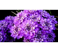 Portal Cool 900 Iberis Semi Gibilterra lilla / Iberis Gibraltarica / Thlaspi Candytuft