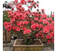 Portal Cool Aa rari semi Red Azalea giapponese Sakura Cherry Blooms Piantare 200Pcs