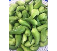 Portal Cool Achocha Potol Fotol (20 Semi) ** ** Rare Caigua 100% Organico. Cetriolo Quechua