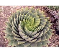 Portal Cool Aloe Polyphylla - La Spirale Aloe - 5 Semi