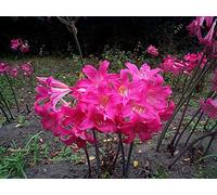 Portal Cool Amaryllis Belladonna X 3 lampadine