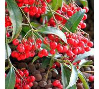 Portal Cool Ardisia Crenata Coral Berry Semi (Es 124)