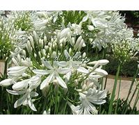 Portal Cool Bianchi Agapanthus Agapanthus, bianco, 120 semi, semi, Graines, Samen