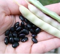 Portal Cool Black Turtle Bean 25 Seeds - Heirloom, Bush Type Bean