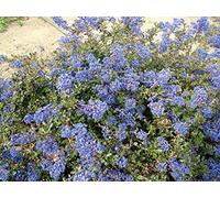 Portal Cool Blu Ceanothus * Blue Sapphire * 3.5" Pot * Evergreen Lillà della California