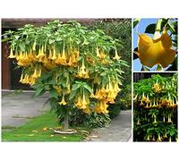Portal Cool Brugmansia Suaveolens 30 semi gialli, Angelo tromba Giallo, F