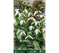 Portal Cool Bucaneve Galanthus Woronowii (pacchetto di 10 Bulbi autunnali Bulbi Bulbes