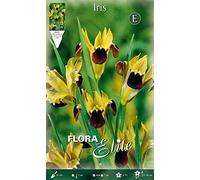 Portal Cool Bulbi autunno Iris Tuberosa Hermodactyllus Confezione 10 Bulbi Bulbi