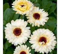 Portal Cool Calendula - Snow Princess - 100 semi