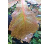 Portal Cool Castagno Quercia Piantine Piccolo 1 Year Old, quercia/Quercus / Giardino albero