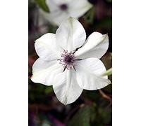 Portal Cool Clematis Florida 'Pistacchio'