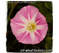 Portal Cool Convolvulus arvensis â€˜Campo convolvoloâ€™ [Es. Co. Durham, Inghilterra] 20 Semi
