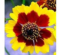 Portal Cool Coreopsis delle pianure - Coreopsis Tinctoria 150 Semi * 088