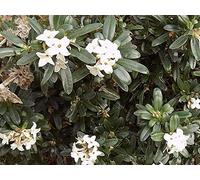 Portal Cool Daphne transatlantico Eternal Fragrance Pot 12X12