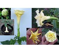 Portal Cool Datura Metel Seeds - Double Orange Mandala - Annual Beauty - 10 semi