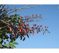 Portal Cool Erythrina Falcata - Albero Corallo Foglia Falce - 5 Semi freschi