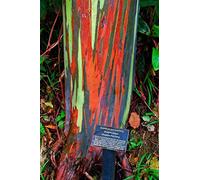 Portal Cool Eucalyptus Deglupta - Eucalyptus dell'arcobaleno/arcobaleno, 10 Semi