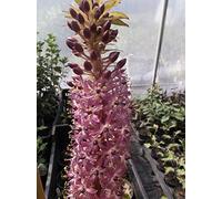Portal Cool Eucomis X Joys viola appena raccolte Seeds X 10