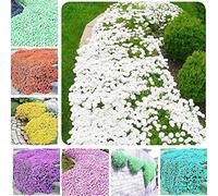Portal Cool Giallo: 7B8A 228F 9350 Semi 100Pcs Rare Beautifying Yard Orchard Living Timo serpillo