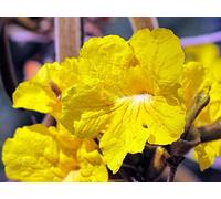 Portal Cool Golden Trumpet Albero Tabebuia Chrysotricha 50 semi (spedizione gratuita)