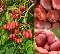 Portal Cool Hardy Kiwi Baby Kiwi 'Scarlet Settembre' Plum-Size Molto Hardy! Semi