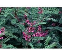 Portal Cool Indigofera Heterantha [Syn. Gerardiana] (Himalayan Indigo) - 25 Semi