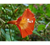 Portal Cool Ipomea/Ipomoea Coccinea Orange Star Climber Vite 25 semi: semi