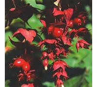 Portal Cool Leycesteria Formosa"Golden lanterne" himalayana Honeysuckle False noce moscata 50 Seed