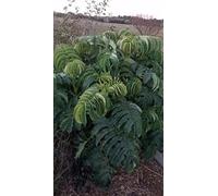 Portal Cool Melianthus Maggiore Seed 25 Honeybush