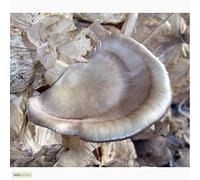 Portal Cool Pleurotus ostreatus (Oyster Florida) fungo/semi micelio Spore Spawn secchi