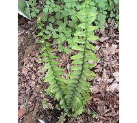 Portal Cool Rattlesnake Fern: 250 Fern Spore -Scroll l'elenco per Scegliere i varietà -USA Grown