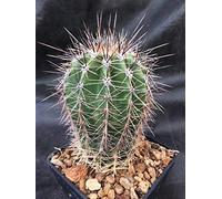 Portal Cool Saguaro Cactus Succulente Agave succulente 85