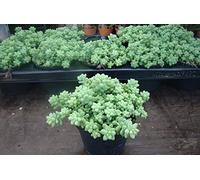 Portal Cool Sedum Burrito '8Cm Pot Cactus e Succulente