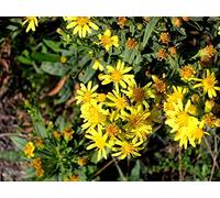 Portal Cool S'Olivarda - Dittrichia viscosa - 1000 Seeds - Semi