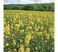 Portal Cool Sovescio Seed - senape bianca semi- 200gms