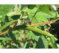 Portal Cool Spinaci Combo Pack, Rosso Malabar Spinaci, Spinaci egiziana, Heirloom, OGM